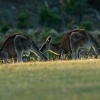Klokan obrovsky - Macropus giganteus - Eastern Grey Kangaroo o8398